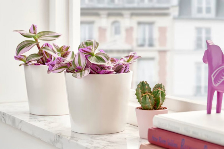 Plantas naturales