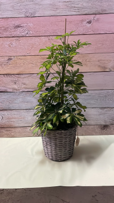 Cheflera (altura de 80 cms a 100 cms). No incluye macetero