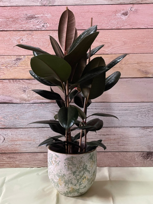 Ficus Robusta (no incluye macetero)