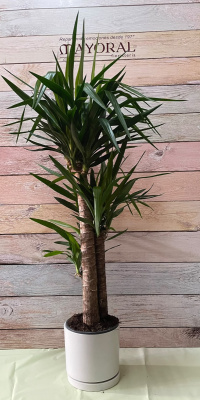 Yucca verde (no incluye macetero)
