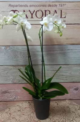 Orquídea blanca. Disponible en varios colores  (no incluye macetero)