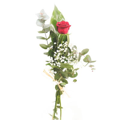 Rosa preparada.