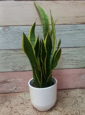 Sansevieria (no incluye macetero)